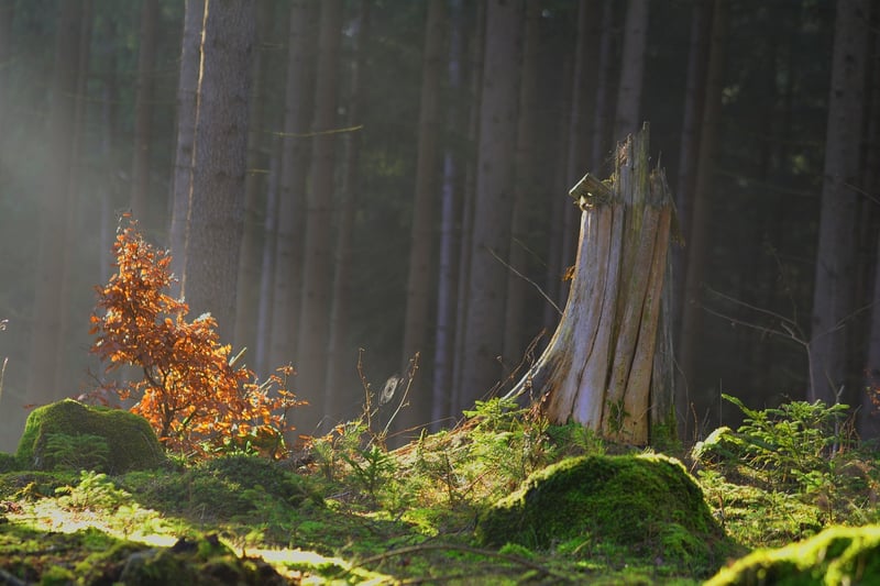 Enchanted Forest Moments