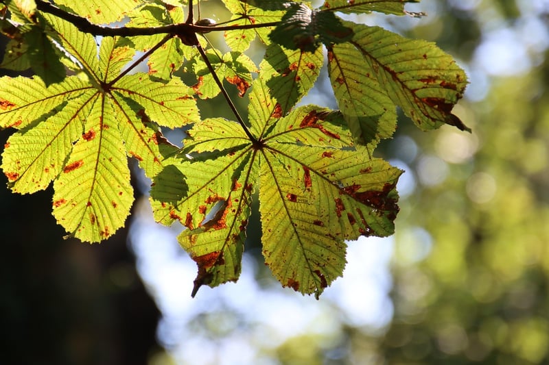 Seasonal Forest Delights