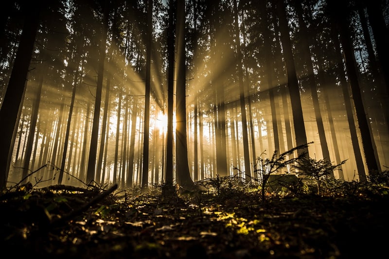 Forest-Inspired Cuisine